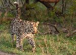 Adult Male Leopard Walking In Grass