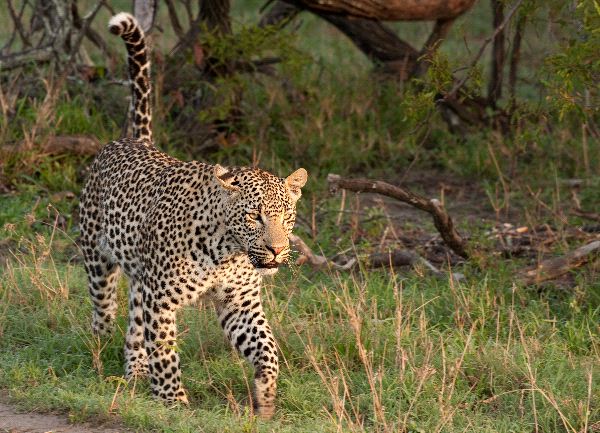Adult Male Leopard Walking In Grass