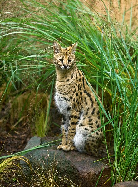 African Serval In Tall Grass