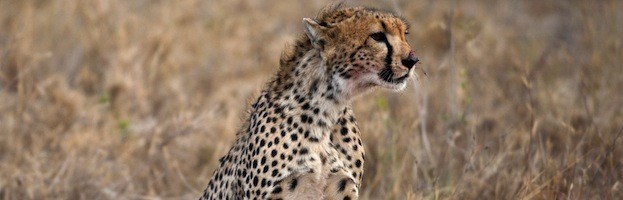 Cheetah Anatomy