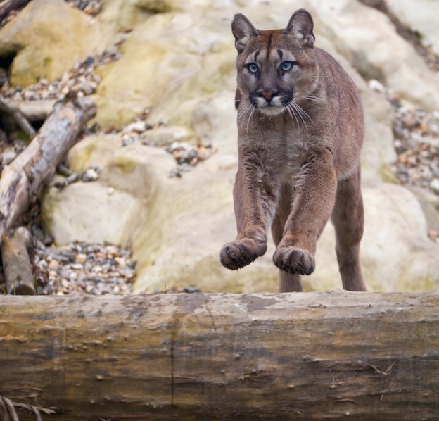 puma anatomy