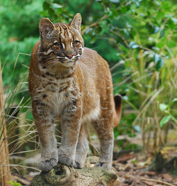 Gato Dorado de Temminck