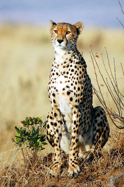 Beautiful Adult Cheetah in Kenya
