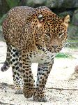 Beautiful Leopard And His Large Whiskers