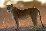Beautiful Lioness In Her Natural Habitat