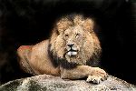 Big Adult Male Lion