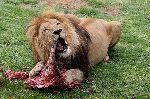 Big Male Lion Eating An Animal Carcass