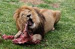 león_comiendo_un_cadáver_150_tabla