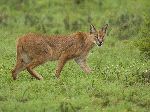 Caracal In The Serengeti Africa