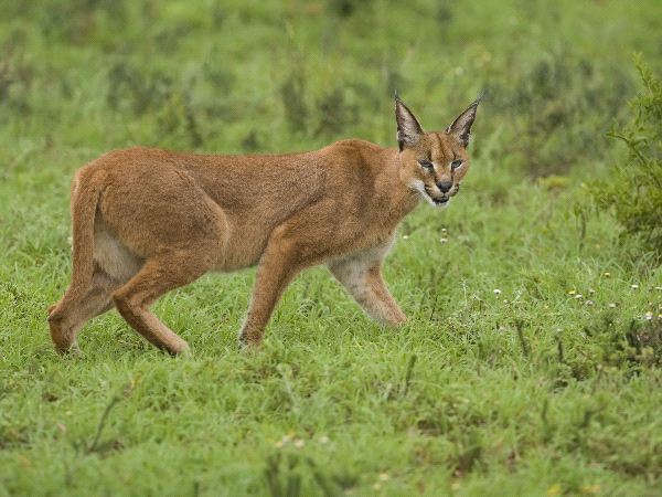 Caracal In The Serengeti Africa