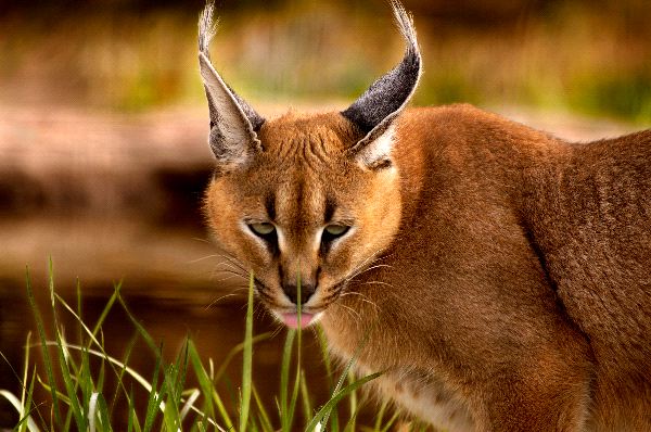 Caracal With Intriguing Look
