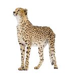 Acinonyx_Jubatus_150_tabla