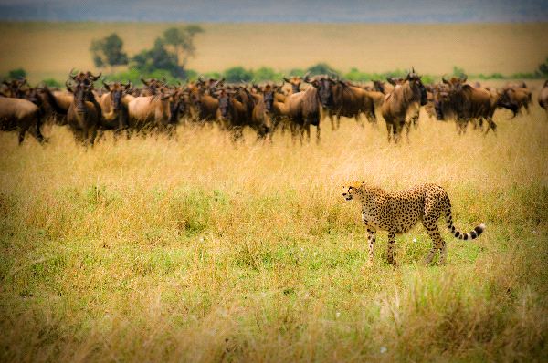 Cheetah And Wildebeests in Maasai Mara