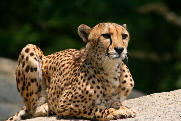 Cheetah Aware and Ready