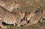 Cheetah Grabbing For Best Piece Of Meat