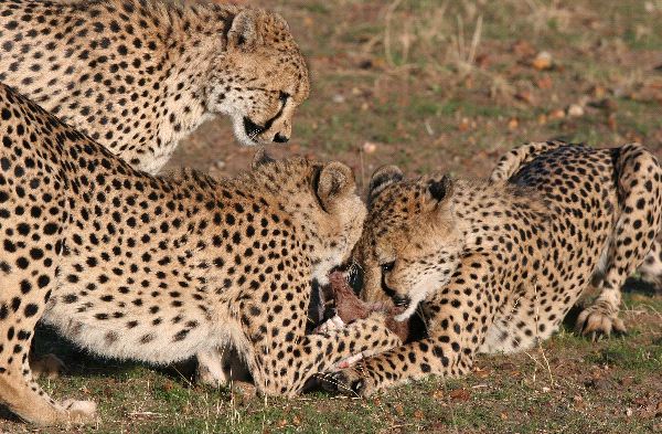 Cheetah Grabbing For Best Piece Of Meat
