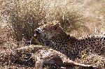 Cheetah Holding Its Prey By The Throat