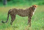 Cheetah In South African National Park