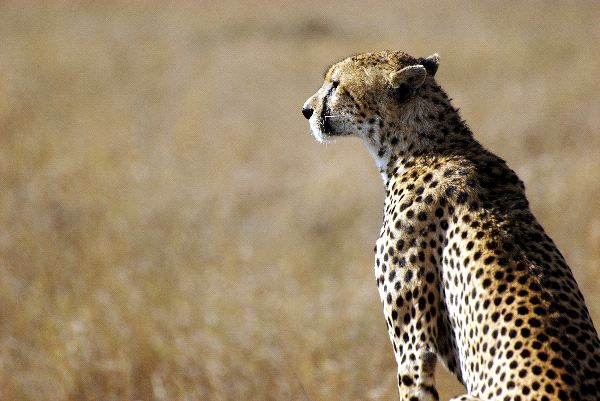Cheetah In The Wild