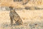 Cheetah Looking for Prey