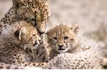 Cheetah Mother With Cubs