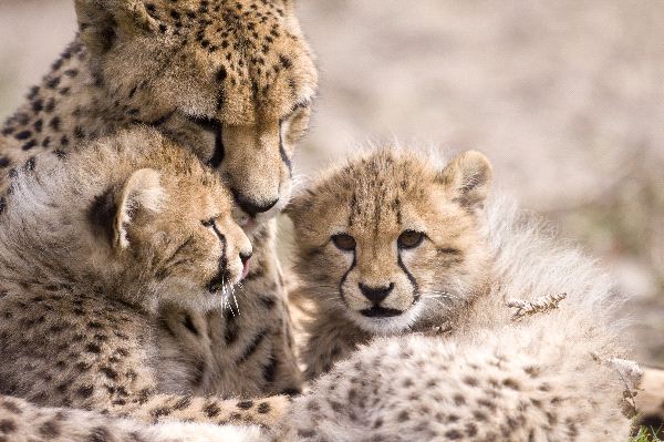 Cheetah Mother With Cubs