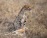 Cheetah Sitting And Eating Prey