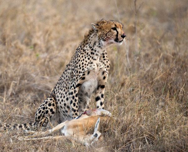 Cheetah Sitting And Eating Prey