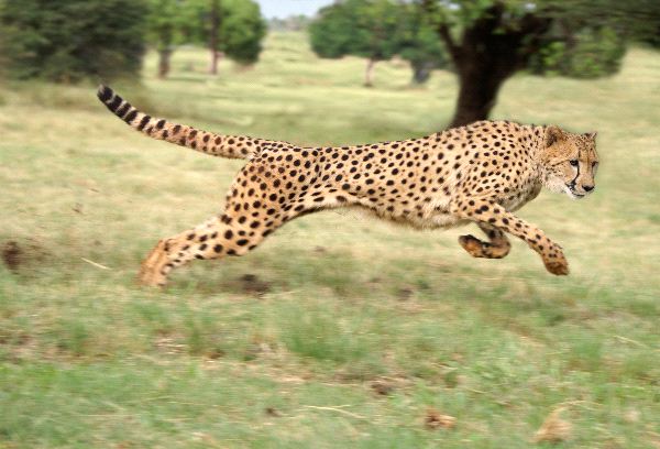 Cheetah The Fastest Land Animal In The World