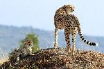 Cheetah With Cub In Maasai Mara National Reserve