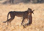 Cheetah With Prey