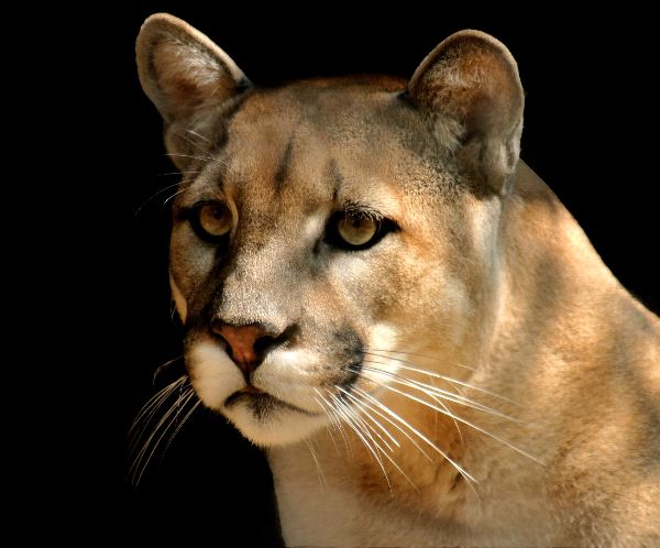 Cougar Also Known as Puma Or Mountain Lion