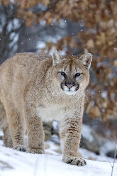 Cougar In A Light Snowfall Minnesota