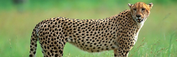 Cheetah Facts