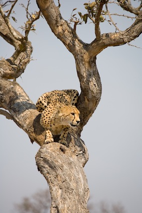 Cheetah up tree in South Africa