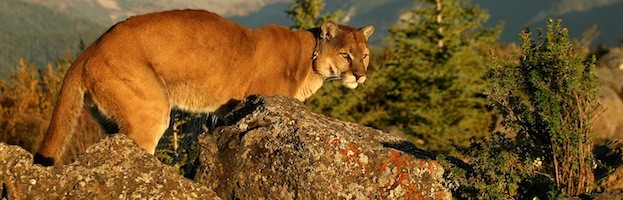 Cougar Facts