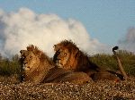 Father And Son Lions Together At Sunset