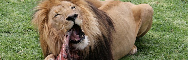 Alimentación del León