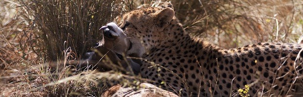 Cheetah Feeding