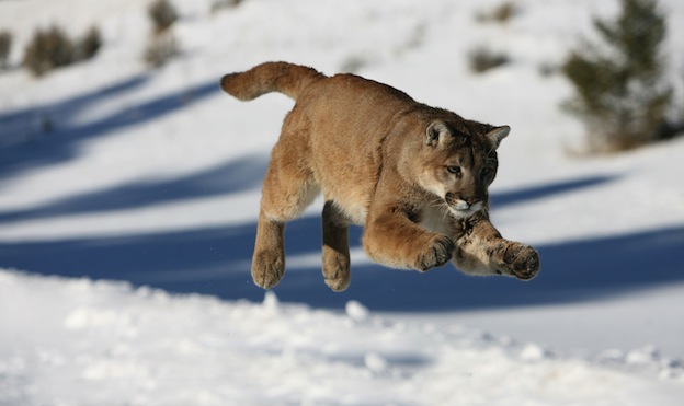 animal puma alimentacion