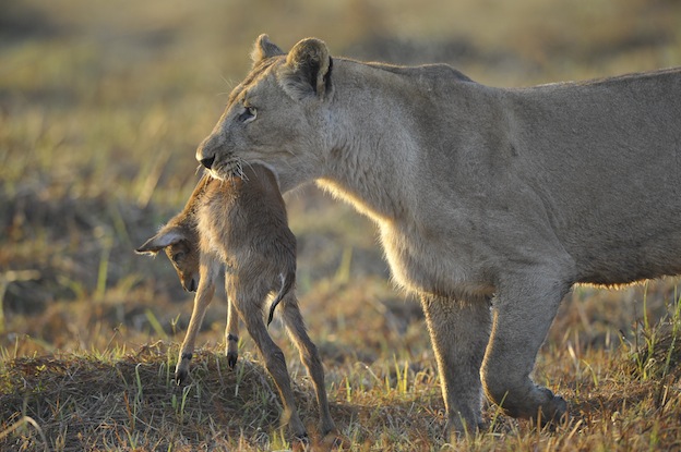 Hábitos alimenticios de los leones