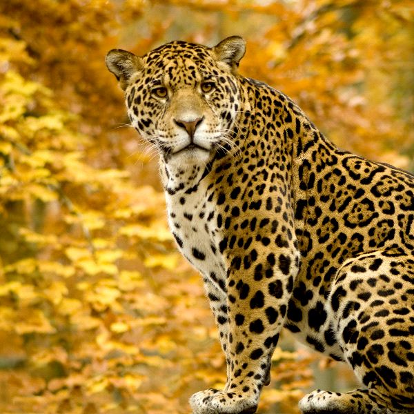 Jaguar_Panthera_Onca_600_español