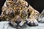 Jaguar Resting Close-Up