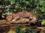 Jaguar Sleeping