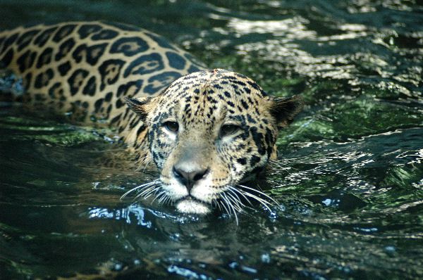 Jaguar Swimming In A River In South America