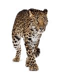 Leopard - Panthera Pardus