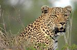 Leopard Close-Up
