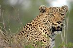 close_up_a_leopardo_150_tabla