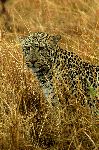 leopardo_escondido_en_hierba_seca_150_tabla