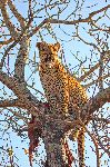 Leopard In A Tree With Kill